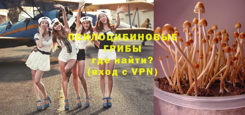 купить  цена  Буйнакск  Галлюциногенные грибы Psilocybe 